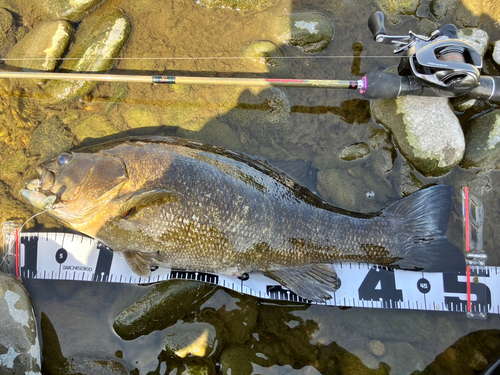 スモールマウスバスの釣果