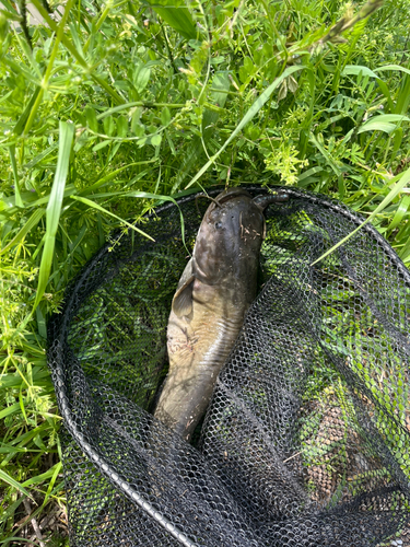 ナマズの釣果