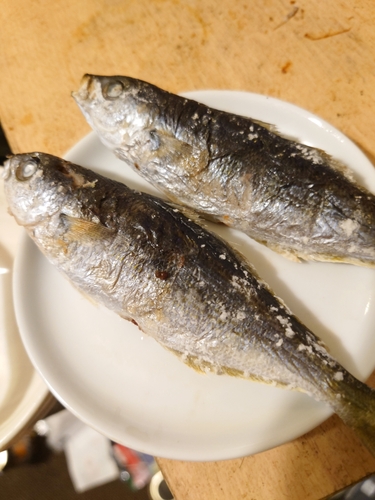 タカベの釣果