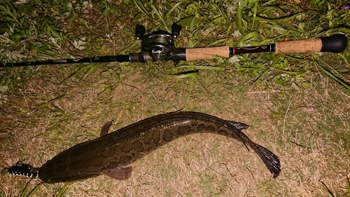 ライギョの釣果