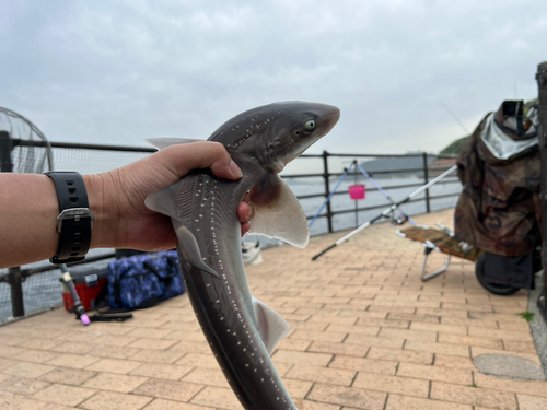 ホシザメの釣果