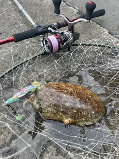 コウイカの釣果