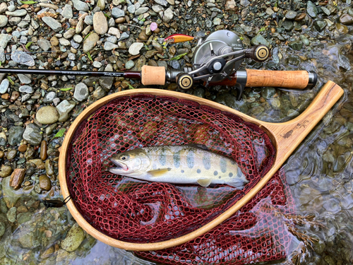 ヤマメの釣果