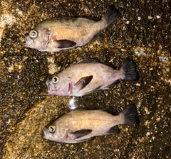 メバルの釣果