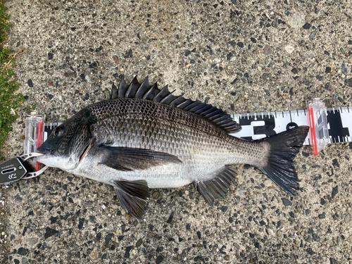 チヌの釣果