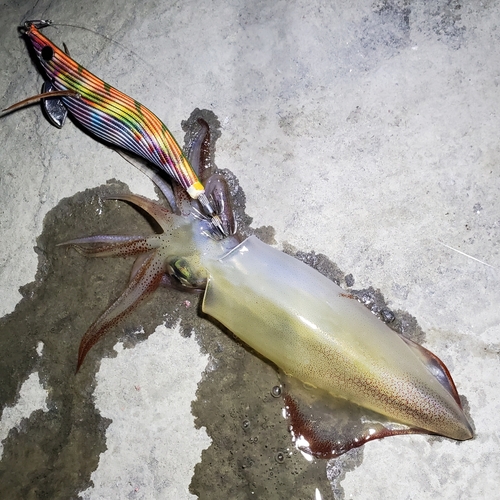 ケンサキイカの釣果