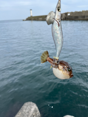 フグの釣果