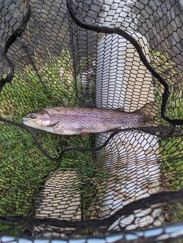 ニジマスの釣果