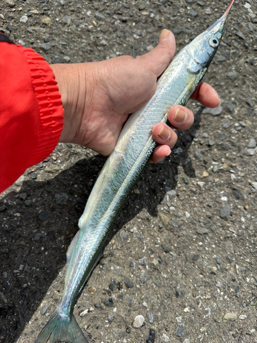 サヨリの釣果