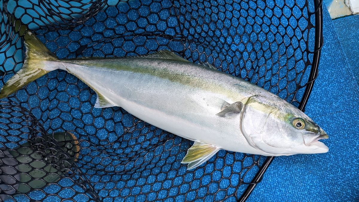 🎣みやもん🎣さんの釣果 3枚目の画像