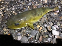 クロサバフグの釣果