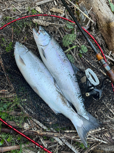 サクラマスの釣果