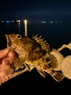 ガシラの釣果