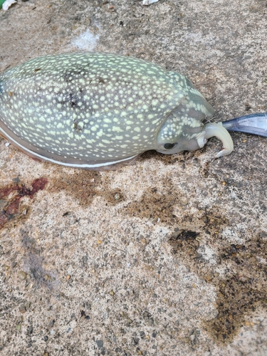 シリヤケイカの釣果