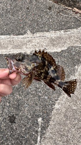 カサゴの釣果