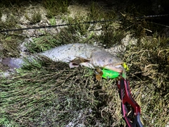 ナマズの釣果