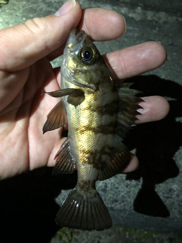 メバルの釣果