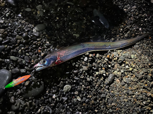 タチウオの釣果