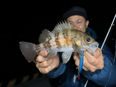 シロメバルの釣果