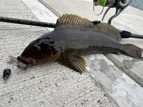 アイナメの釣果