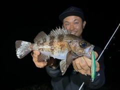 シロメバルの釣果