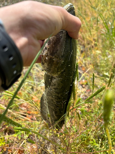 ライギョの釣果