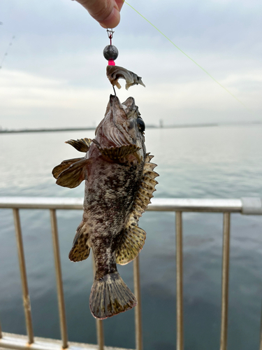 ソイの釣果