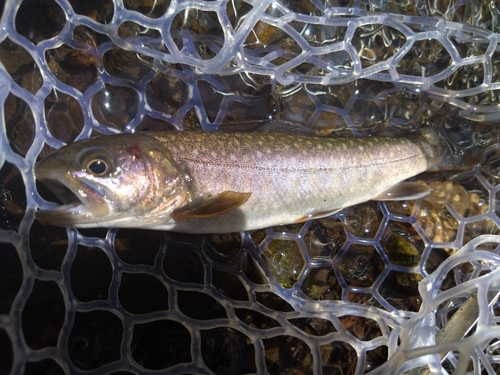 イワナの釣果