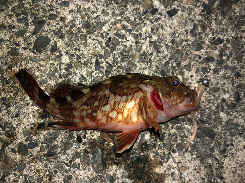 カサゴの釣果