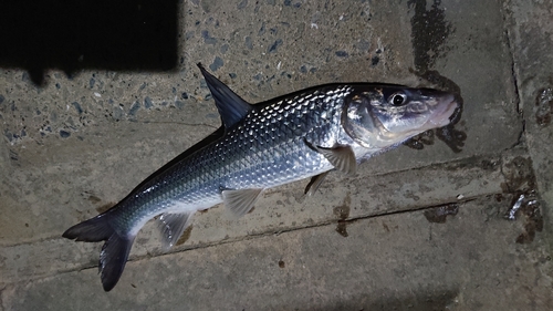 ニゴイの釣果