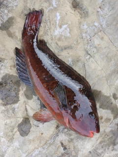 ブダイの釣果