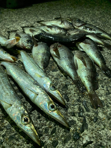 クロメバルの釣果