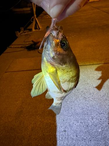 メバルの釣果