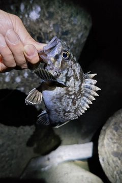 クロソイの釣果