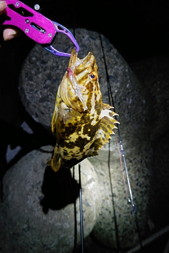 タケノコメバルの釣果