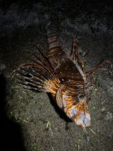 ハナミノカサゴの釣果