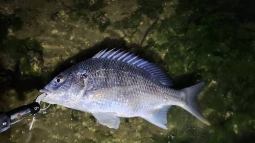 キビレの釣果