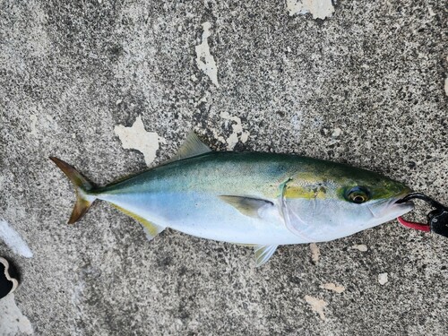 メジロの釣果