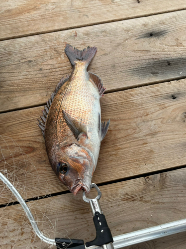 タイの釣果