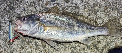 シログチの釣果