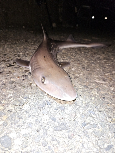 シロザメの釣果