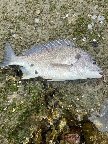 チヌの釣果