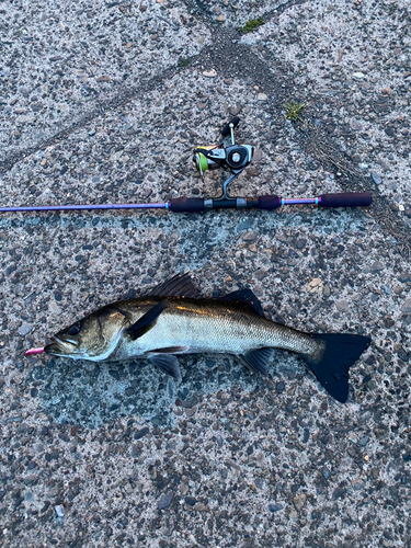 シーバスの釣果