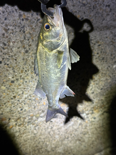 セイゴ（マルスズキ）の釣果