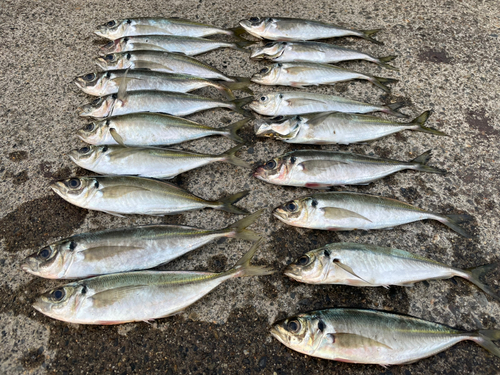 アジの釣果