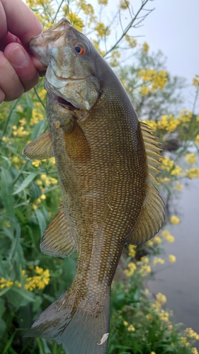 スモールマウスバスの釣果