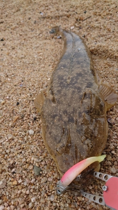 マゴチの釣果