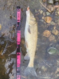 ニゴイの釣果