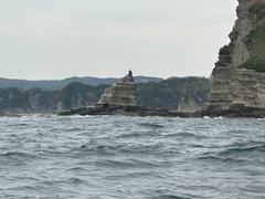 メジナの釣果