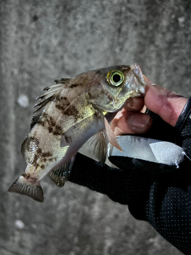 ベッコウゾイの釣果